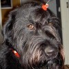 Ester