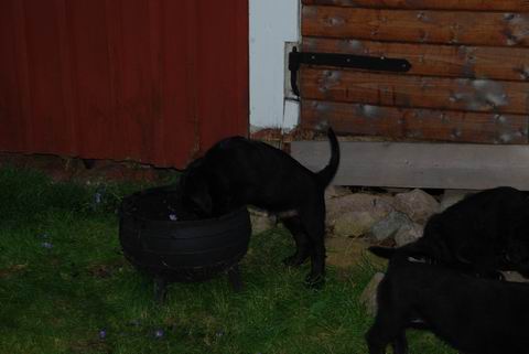 Trädgårdsintresserad gosse