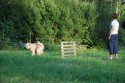 Stilstudie - "Hopp - sitt - hopp"= ten points, dix point, zehn Punkte :) 3
