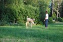 Stilstudie - "Hopp - sitt - hopp"= ten points, dix point, zehn Punkte :) 4