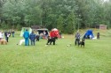 1 Rottweiler, 2 svartterrier, 3 Vit herdehund, 4 Biard