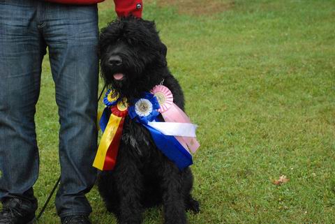 Boris med sina rosetter