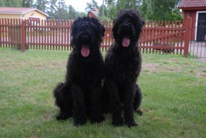 Piff och Puff = Chelva och Czar