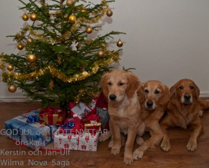 Andvingens Kennel Andvingens Kennel