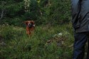 Fabbe har hittat en figge i skogen