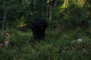 Prigozha kommer ut efter hon hittat en figurant i skogen