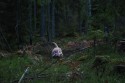 ..så han snubblar på vägen :)