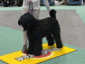 Ziva hund2011