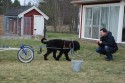 Chelva tränar på att dra kärran eller är det åsnan Ior? Chelva tränar på att dra kärran eller är det åsnan Ior?
