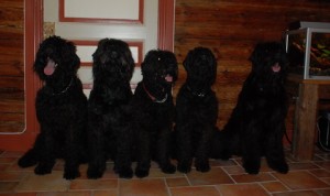 OK, Vi ser att ni har samma uppsyn, helsyskonen Tipin (2) och Arisha (4) ;)