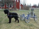 ...Eller ska Chelva kanske bli draghund? ...Eller ska Chelva kanske bli draghund?