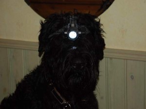 Själva Chelva tränar för att bli sökhund, kanske?