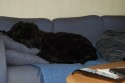 Själva Chelva slappar framför TVn efter träningen Själva Chelva slappar framför TVn efter träningen