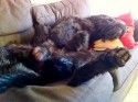 Renko slappar också i soffan ;)) Renko slappar också i soffan ;))