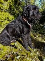Renko på vårpromenad i Estocolmo Renko på vårpromenad i Estocolmo