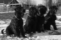 Svarta Majas Chelva, Arisha, (An)Tipin och Bergo Svarta Majas Chelva, Arisha, (An)Tipin och Bergo
