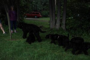 DSC_0119 (800x536)
