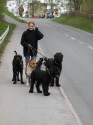 Metthe på "dog-walk". Basse, Brorsan, Plexus, Acka o Czar
