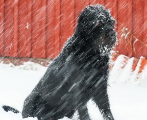 Grattis från 08:an/Norrlänningen Renko