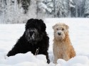 Ziva o Kiwi - SM Cennaja och Allaflox Angua Von Uberwald